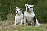 BOULEDOGUE AMERICAIN 274